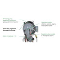 Gāzes kondensācijas katls ITALTHERM Time Max 35 ar integrētu 60 l boileri